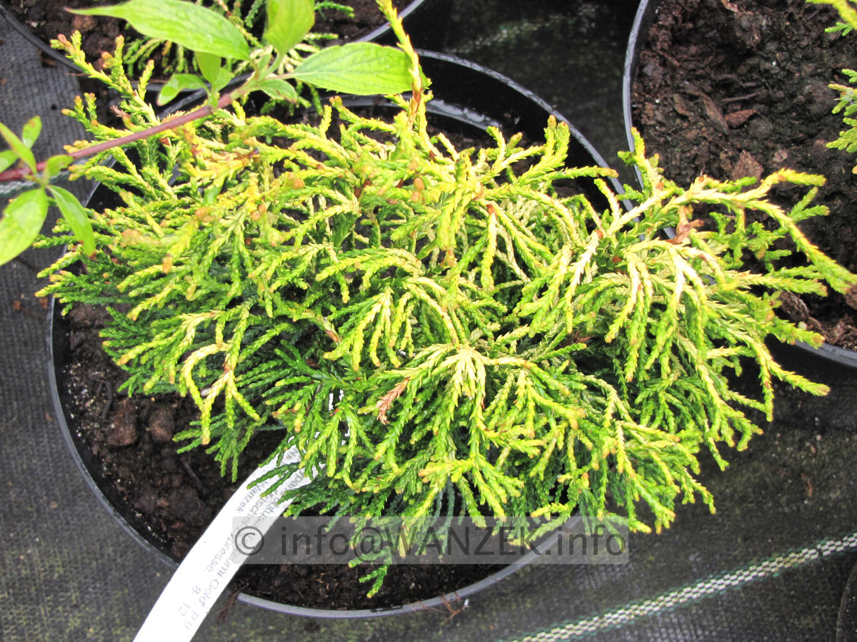 Chamaecyparis obtusa Tatsumi Gold - Jungpflanzen.JPG